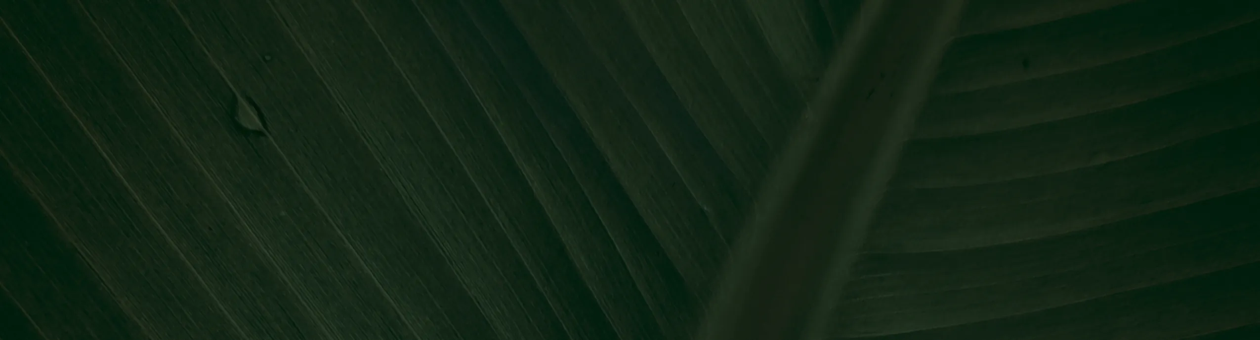 Vas Bunga Alami Putih